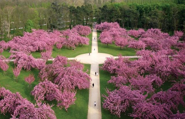 cerisiers-en-fleurs-au-parc-de-sceaux